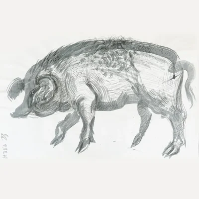 Large Sow