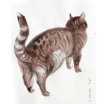 Tom Cat